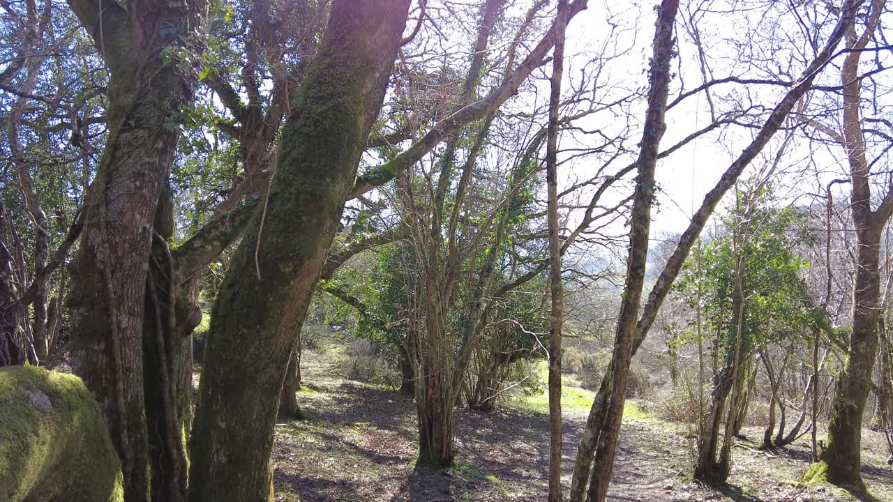 tiro ascendente de una zona boscosa en knapps copse east devon, inglaterra en un día soleado