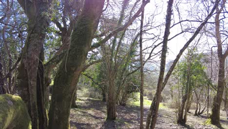 Rising-shot-of-a-wooded-area-at-Knapps-Copse-East-Devon-England-on-a-sunny-day