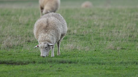 sheep eating grass in a field