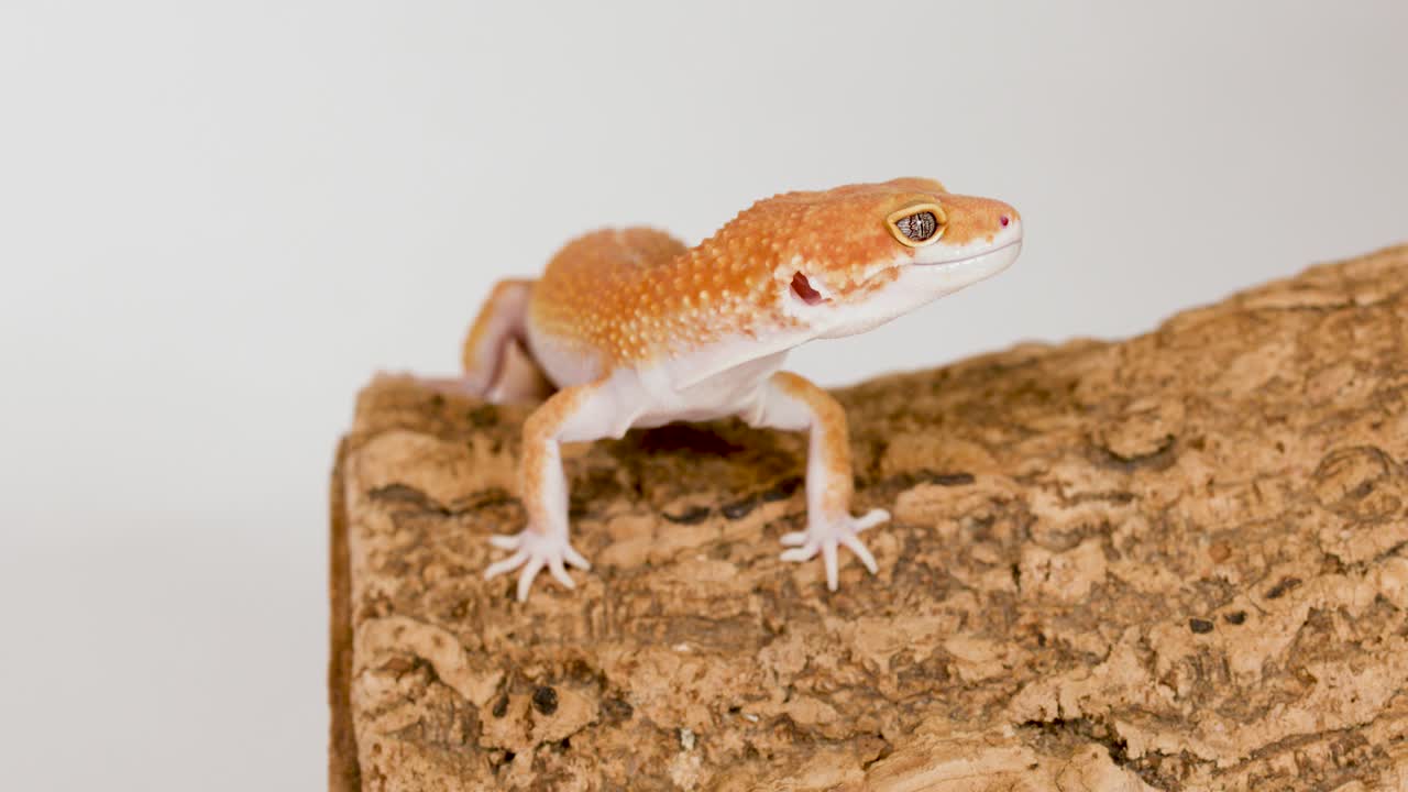 Macro fotografia in studio di un geco leopardo arancione appoggiato su un tronco ruvido su sfondo bianco