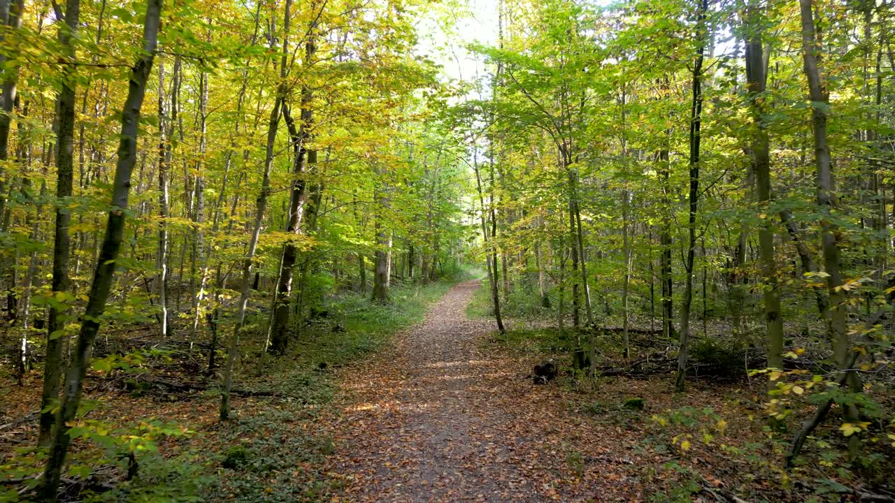 Aerial drone vibrant beauty of autumn in a European mixed forest: sun rays peeking through branches, golden leaves fluttering on trees, serene woodland ambience, view of the changing season