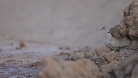 paloma de cuello eurasiática en busca de agua