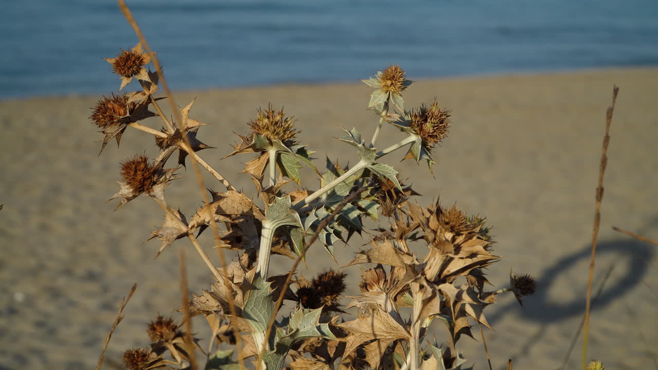 сухой морской остролист, eryngium maritimum, растет на песке с морем на заднем плане