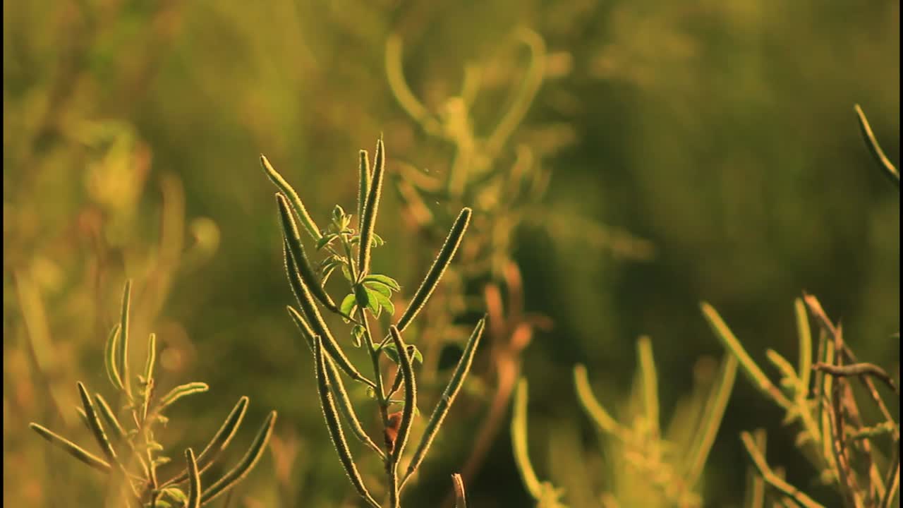 태양이 뜨고 해가 지는 동안 에 있는 식물들의 클로즈업