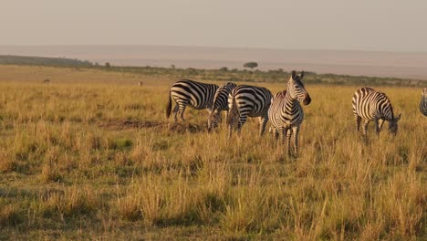 Cámara-Lenta-De-La-Manada-De-Cebras-Pastando-En-La-Sabana,-Animales-Africanos-En-Un-Safari-De-Vida-Silvestre-En-Masai-Mara-En-Kenia-En-Maasai-Mara,-Hermosa-Luz-Del-Sol-Del-Amanecer-De-La-Hora-Dorada,-Seguimiento-De-Steadicam-Siguiendo-La-Toma