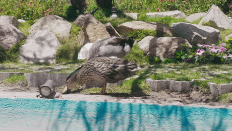 watch two ducks waddle through a lush garden, foraging for food in this charming stock video. their curious antics bring a playful, natural vibe