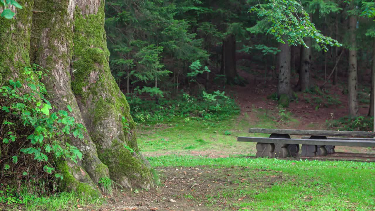 Sporty couple on mountain bikes past a rest area with a wooden bench during a tour through a forest. Slow Motion Tracking shot