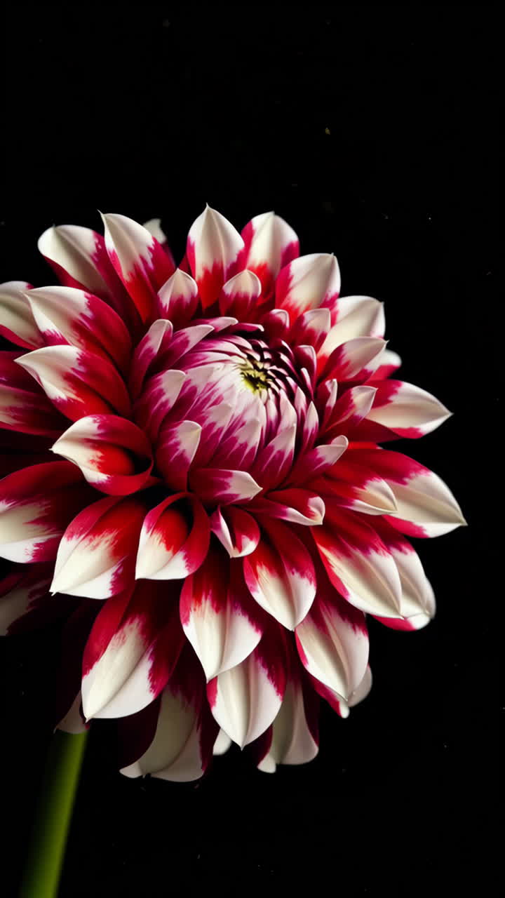 Close-up of a Red and White Dahlia