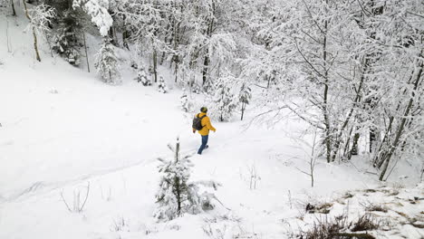 Person-walking-in-the-forest