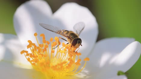 bee on a white flower