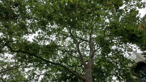 tree branches sway near a historic building