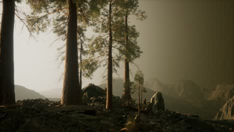 trees-in-fog-in-mountains