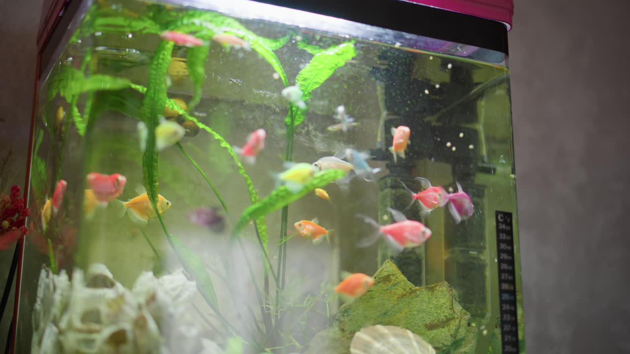 Colorful tropical fish swimming inside home aquarium with green plants decorative shells rocks bubbles and temperature strip on glass creating vibrant underwater scene with natural movement