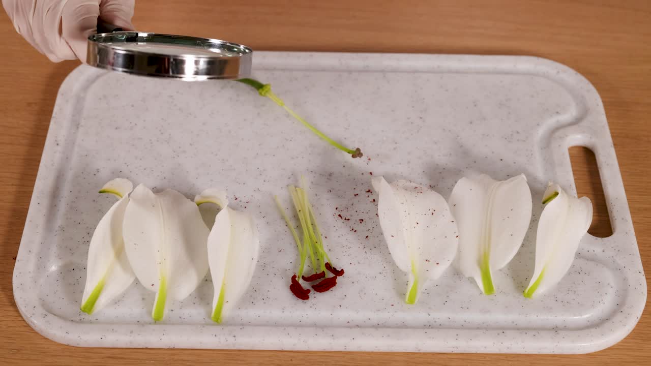 A scientist observes lily petals and pollen with a magnifying glass on a lab tray
