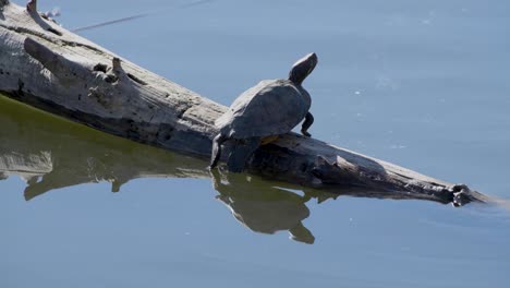 una tortuga toma el sol en un tronco sumergido en una reserva de vida silvestre