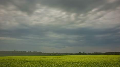 dark clouds move over wide yellow field and forest, static timelapse