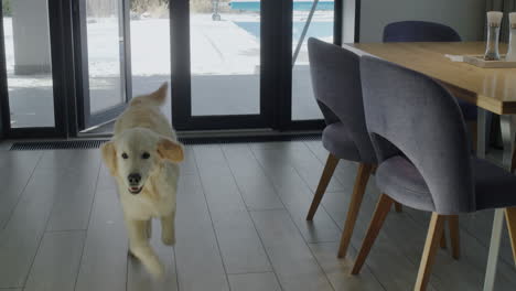 perro caminando en un comedor moderno con puertas de vidrio que conducen a un patio nevado y piscina