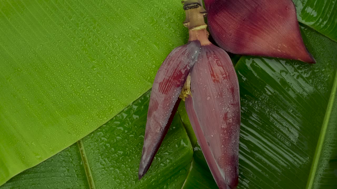 girar el tiro de la flor del plátano en la superficie de las hojas de plátano verde