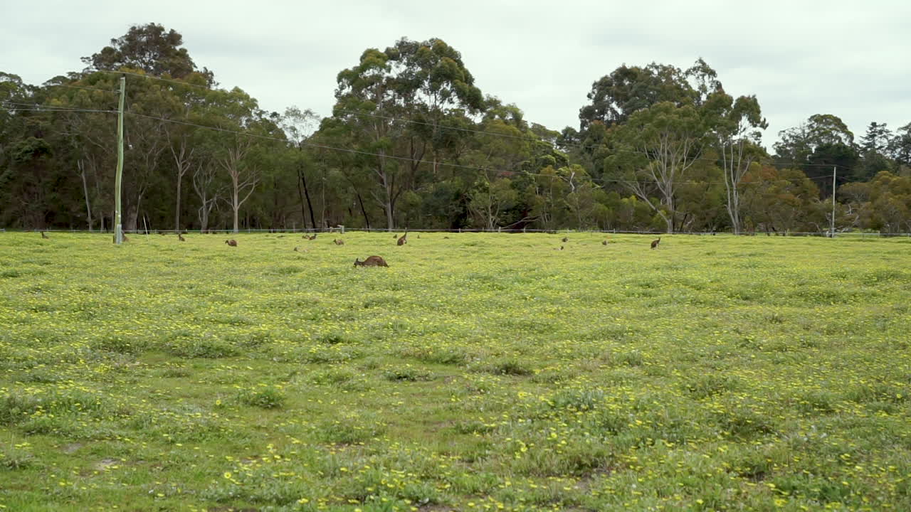 Cangurus pastando em campo verde com flores amarelas, plano aberto fixo.
