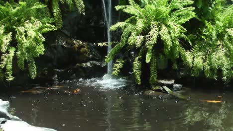 waterfall with fern plant and koi fish swimming