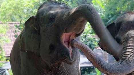 two elephants interacting