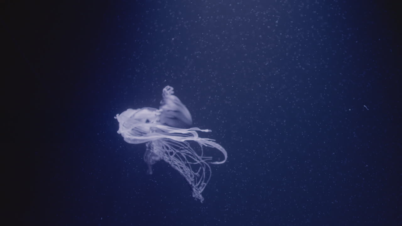 Jellyfish in the Deep Ocean