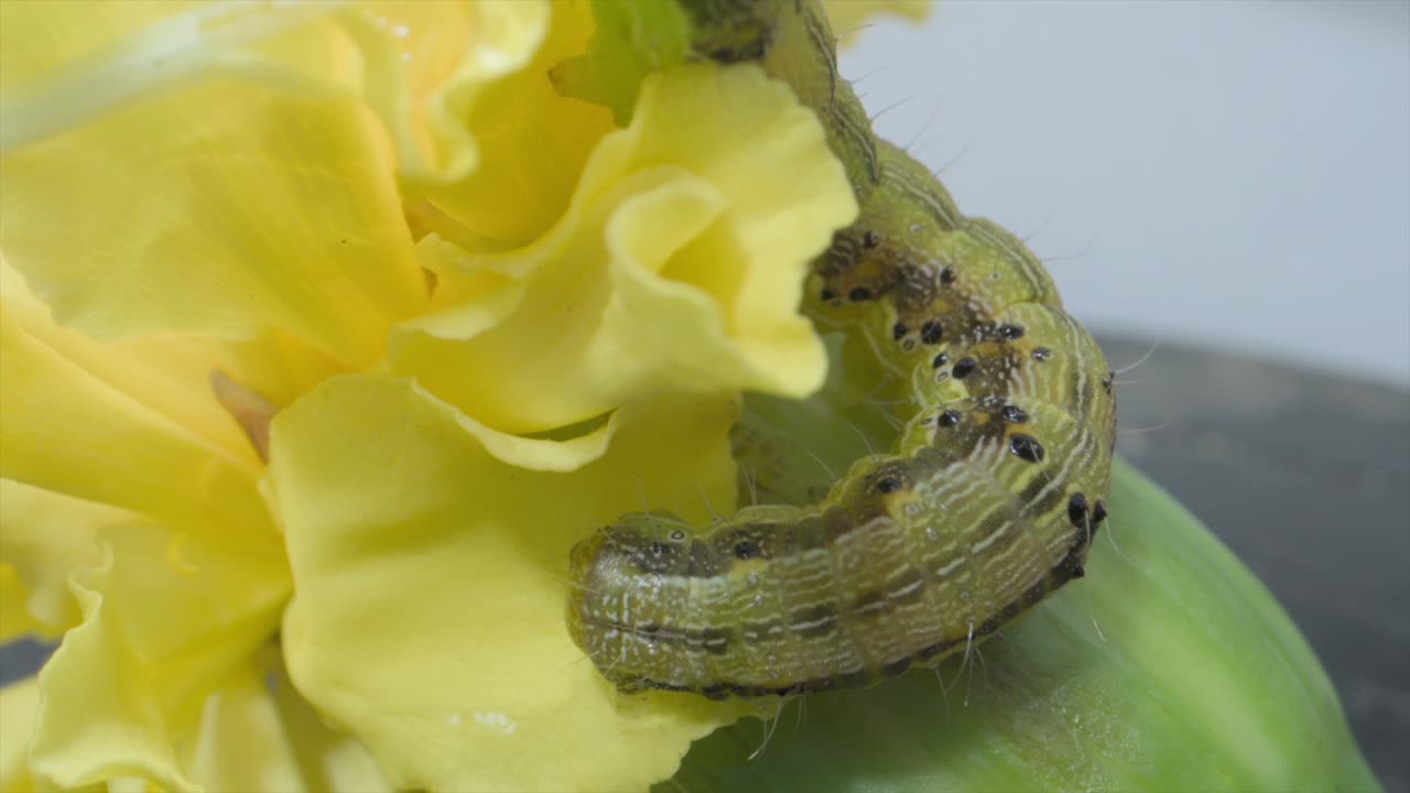 insecto oruga en busca de alimento en la flor