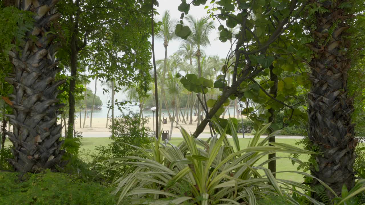 Latar belakang taman di Pulau Sentosa Singapura di antara pohon palem dan hamparan daun laut di belakang, pengambilan gambar statis