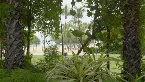 garden background at sentosa island singapore between palms and leaf sea at back static shot