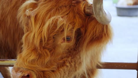 scottish highland cow or bos taurus shows wavy orange gold hair backing up into pen