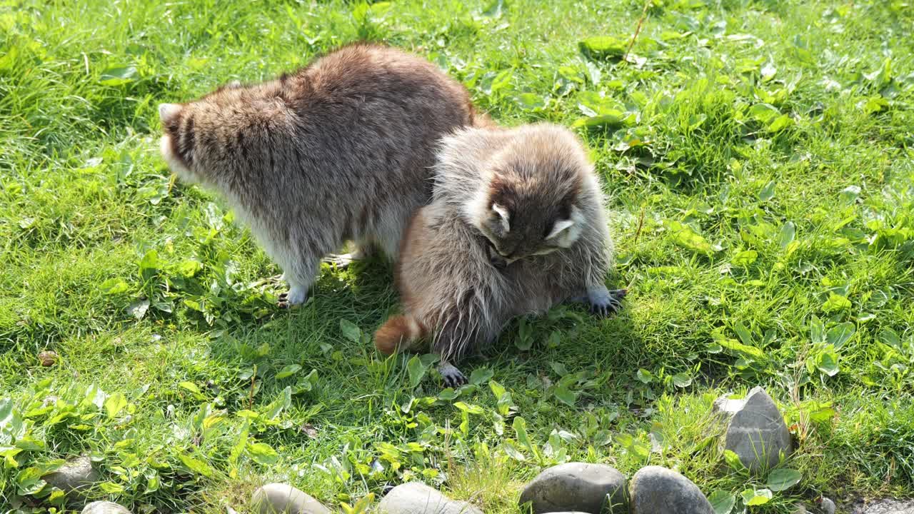 mapaches guadeloupe en la hierba verde en primavera