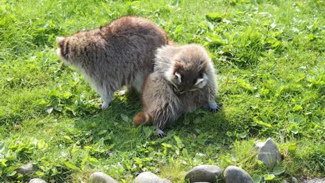 Guadeloupe-Waschbären-Auf-Grünem-Gras-Im-Frühling