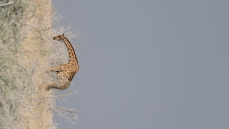 Vertical---A-View-of-South-African-Giraffe-Grazing---Wide-Shot