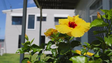 flor de hibisco amarilla frente a una casa