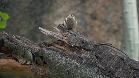 a wild chipmunk rests on top of a fallen tree trunk