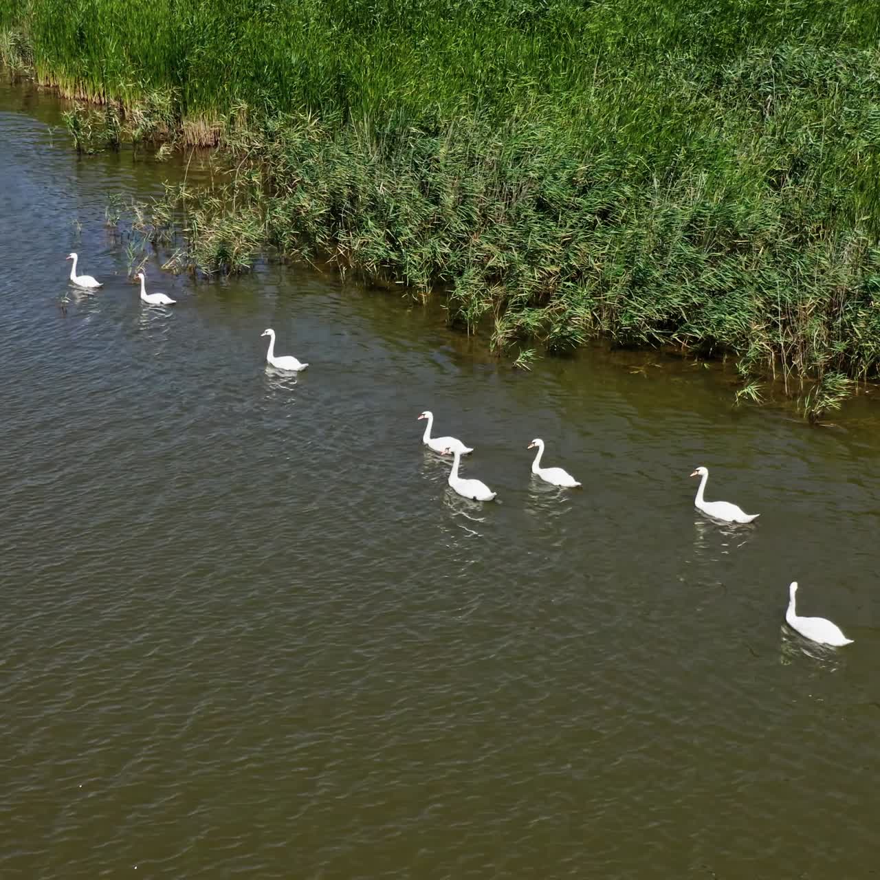 White swans on a river. Beautiful bird family. Seasonal postcard, selective focus. Migratory birds. Wildlife beauty. Video from above