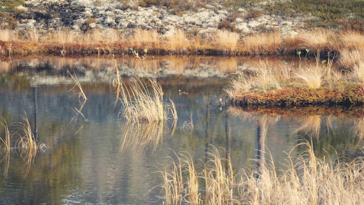 mechones y protuberancias cubiertas de hierba en el estanque poco profundo