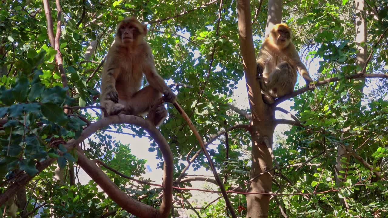 dos jóvenes monos macacos bárbaros sentados cómodamente en la rama de un árbol en ouzoud, marruecos