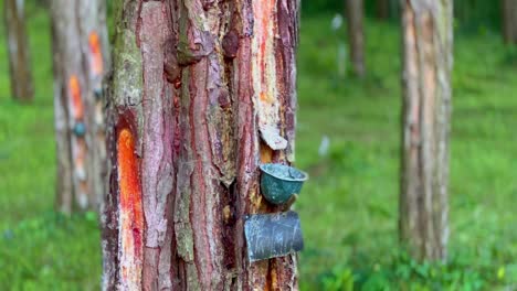 el latex de caucho en el plantation_pan shot