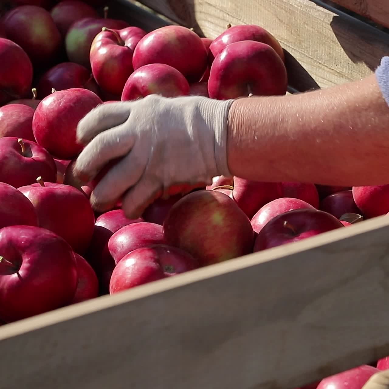 Wooden crates full of ripe apples during the annual harvesting period. Apples. Red apples. Apple harvest.