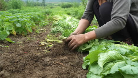 person harvesting vegetables in a field