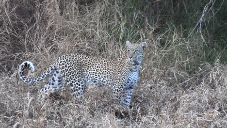 cierre de foto de leopardo caminando sobre hierba alta y seca, sabana quemada
