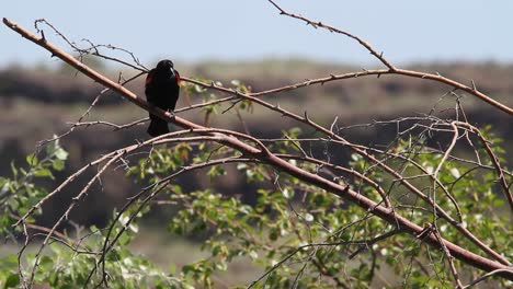 red-wing blackbird vocalizes bird call from perch on tree branch