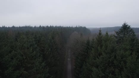 birdseye view of a scary and dark pine forest, depressed and feeling lonely - tilt shot