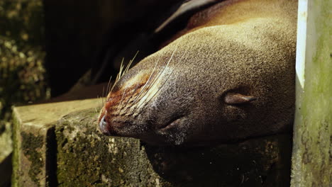 beautiful fur seal sleeping and relaxing on sunny day, close up view