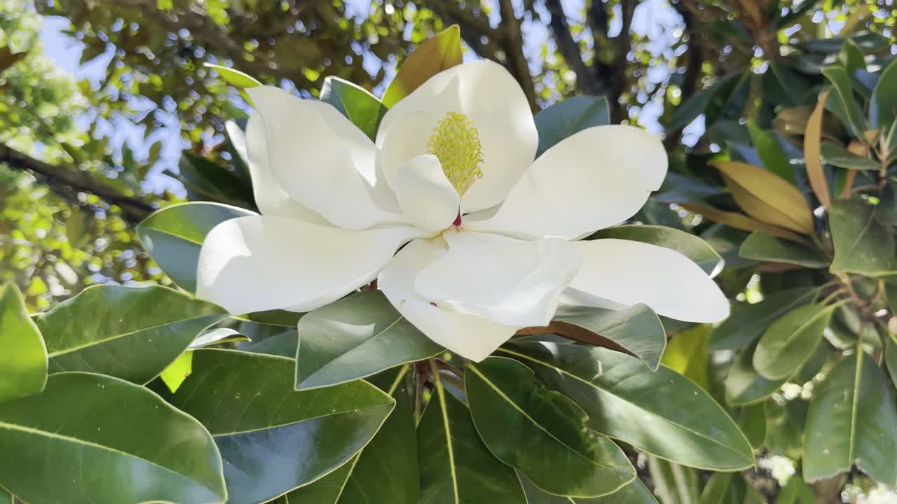 La magnolia del sud fiorisce in Australia, mostrando petali, foglie e la bellezza naturale in un ambiente esterno sereno