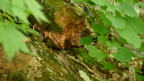 Ein-Schwarz-weißer-Waldsänger-Mit-Beute-Im-Schnabel-Auf-Einem-Baumstamm-In-Ontario,-Kanada,-Statische-Mittlere-Aufnahme