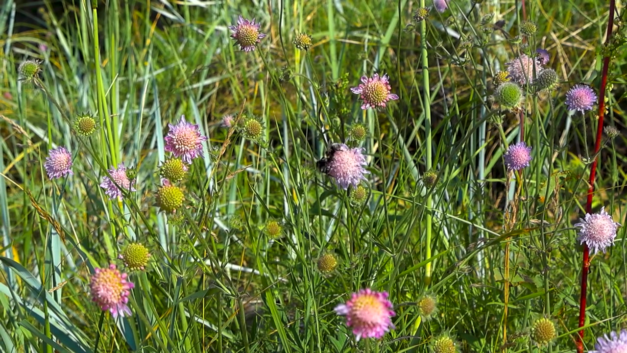 Flere flittige bier flyver over levende lilla skabioseblomster, travlt med at samle nektar og pollen på en frodig grøn eng på en lys, solrig sommerdag, der viser en fredfyldt bestøvningsscene