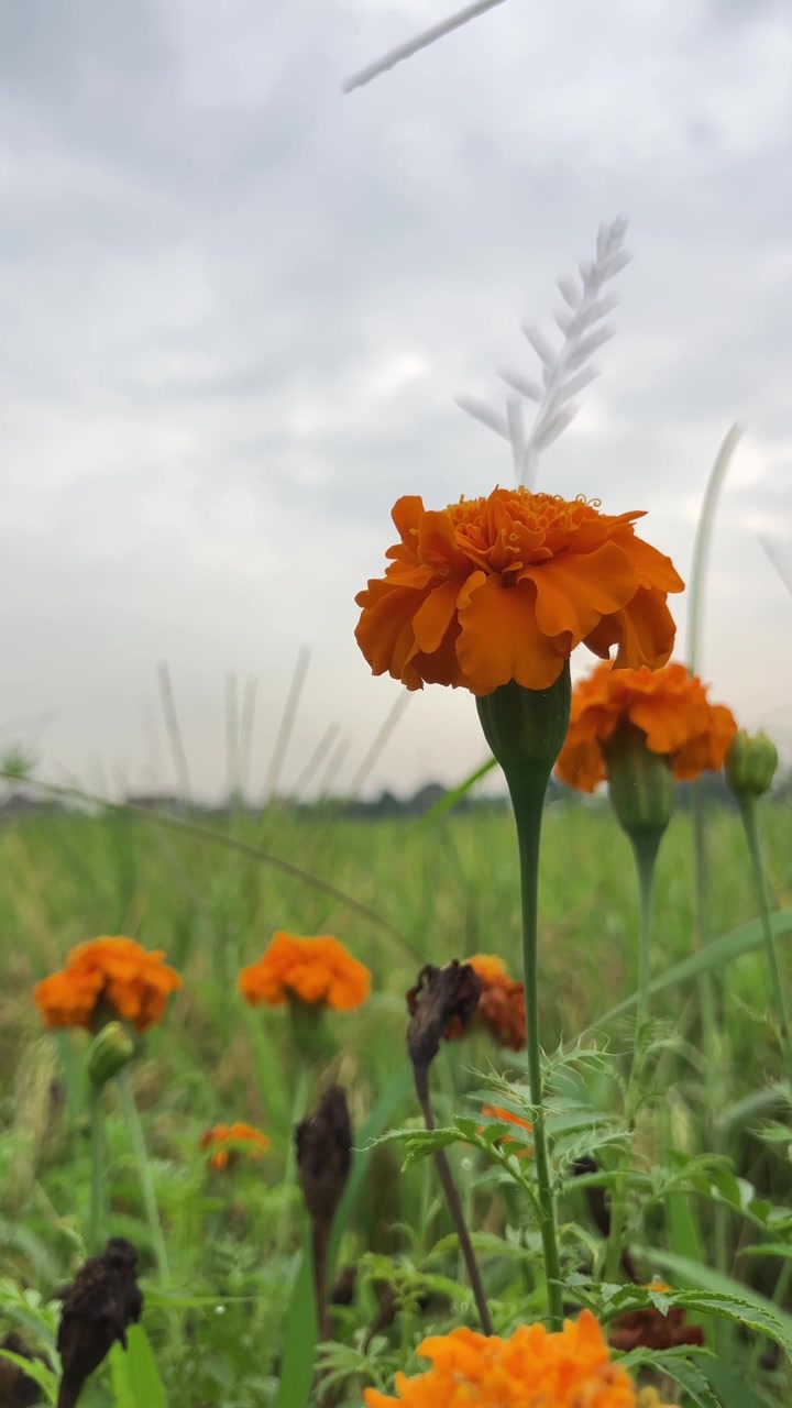 Ripresa cinematografica verticale a mano libera in 4K di una vivace calendula arancione. Messa a fuoco selettiva su petali delicati in un giardino soleggiato. Perfetto per contenuti su natura, benessere e botanica