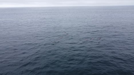 Birds-flock-over-calm-ocean